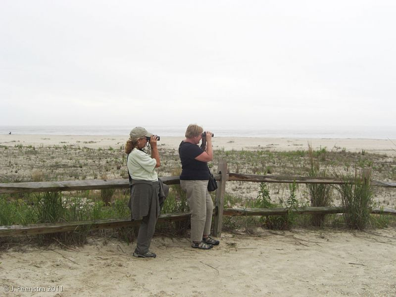 …and we’ll be on the beach to look for gulls, terns, and shorebirds.