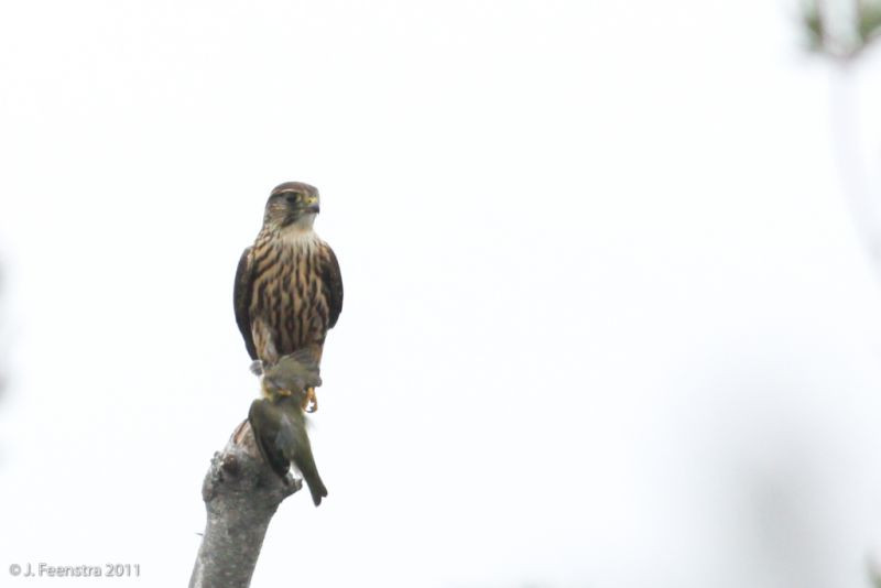…and occasionally seen feeding a Merlin.