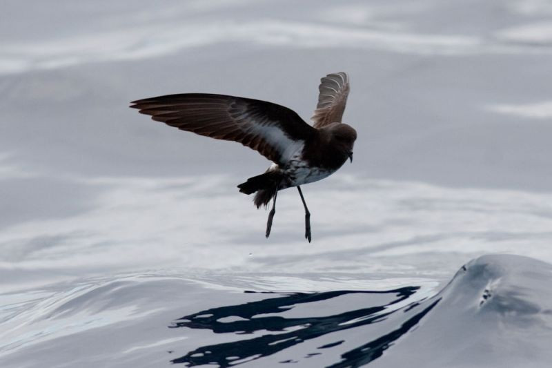 …and the recently rediscovered New Zealand Storm Petrel…