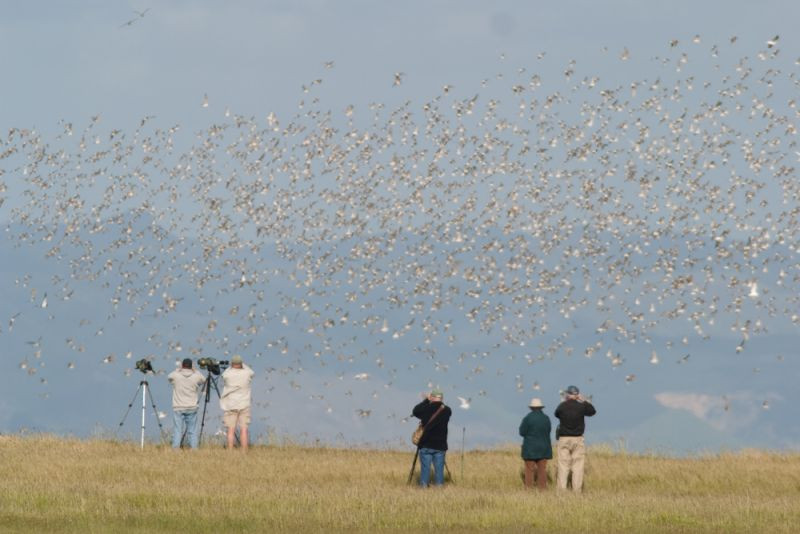 New Zealand is a fabulous places for shorebirds…