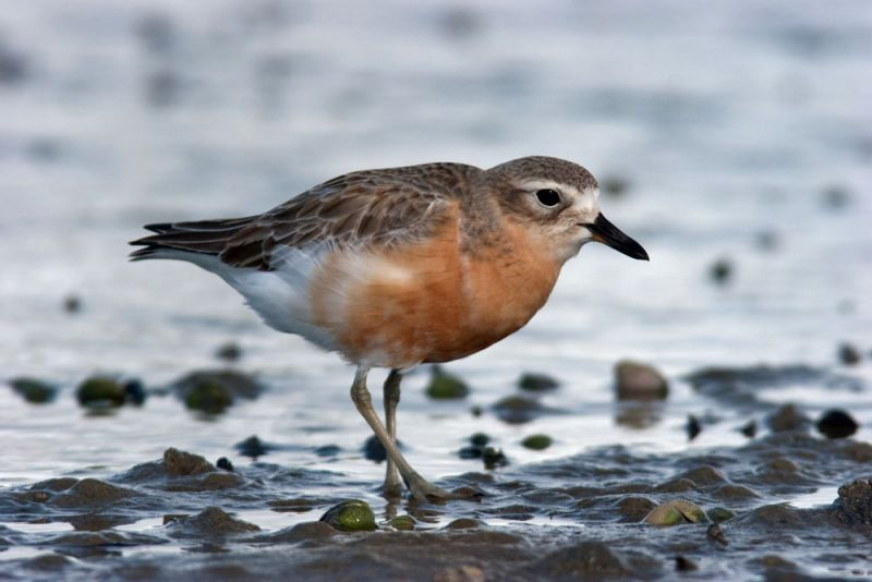 …including the relatively common New Zealand Dotterel…