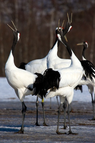 …Hokkaido’s dancing Red-crowned Cranes…