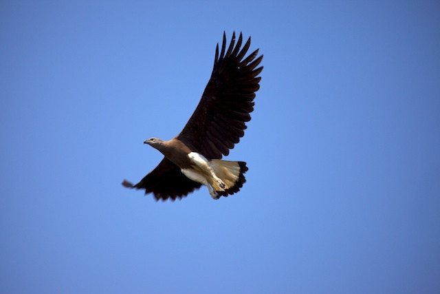 …and others such as Grey-headed Fish-Eagle that thrive here. 