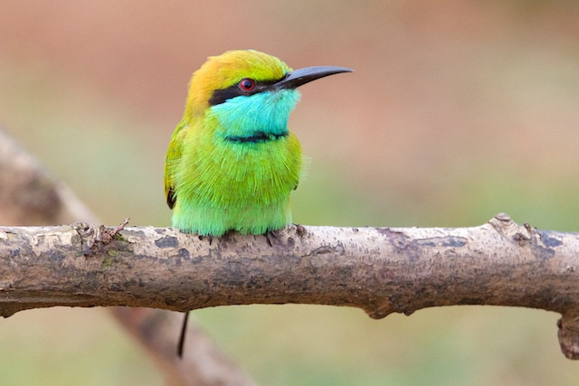 …as many of the temples are good for birds like Little Green Bee-eater…