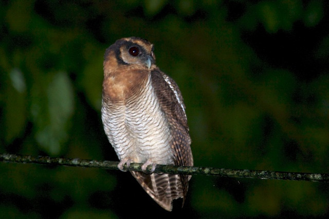 …in the process seeing birds from Brown Wood Owl…