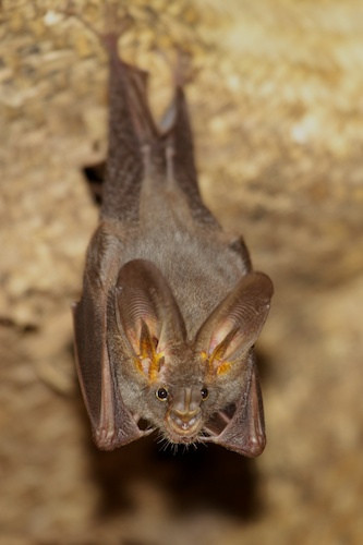 We’ll look at everything from a False Vampire Bat…