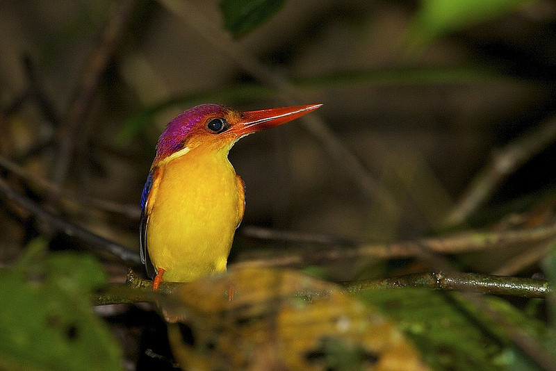 …or the tiny Rufous-backed Kingfisher…