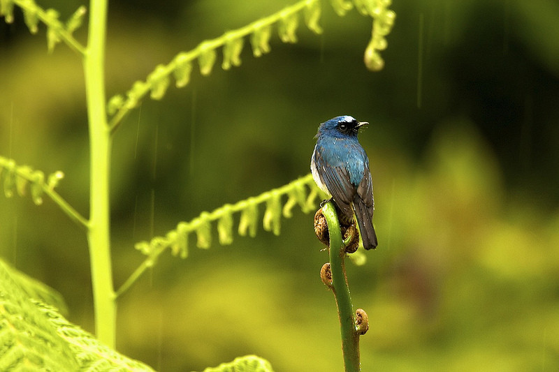 This Indigo Flycatcher is only found on the mountain tops of Borneo, Sumatra and Java. 