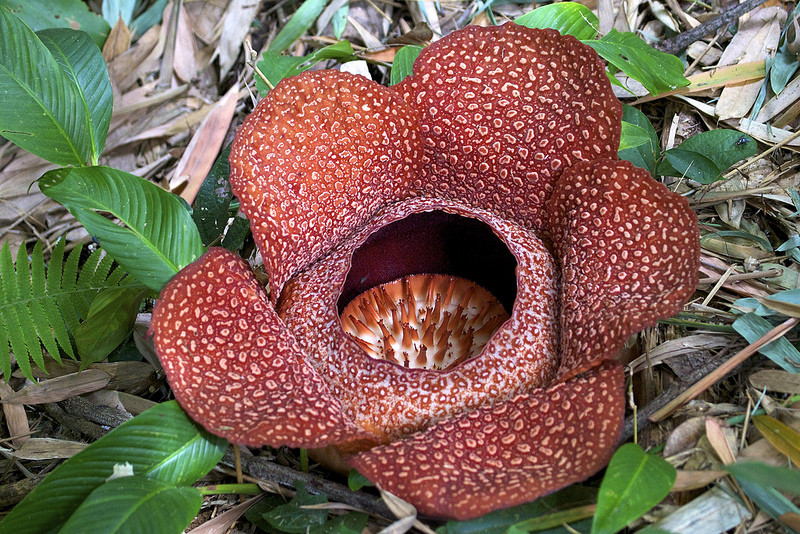 …the legendary Rafflesia…
