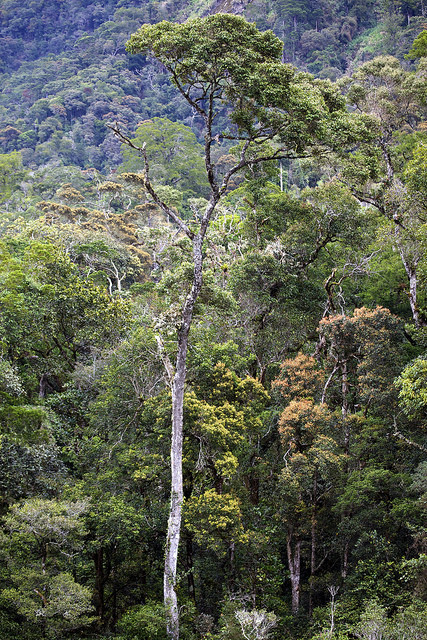 The Bornean rainforest is the most diverse on earth… 