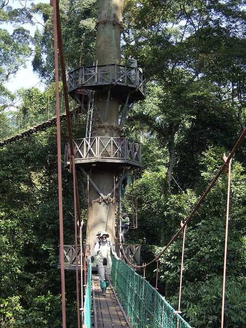 …and Borneo has the best canopy walkways in Asia!