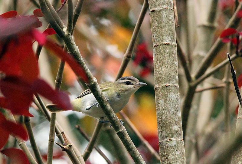 Don’t be too disappointed if your first bird in Peru is a Red-eyed Vireo. This is the resident form known as “Chivi Vireo”, likely a separate species.