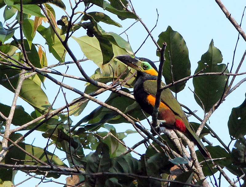 And if we’re even luckier, Golden-collared Toucanet might appear.