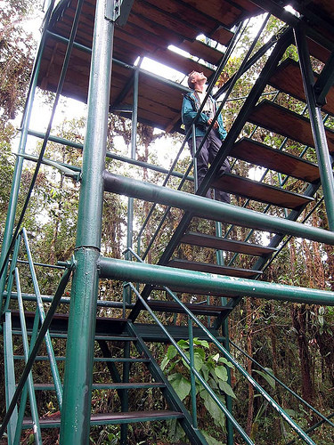 The lodge has a canopy tower that overlooks the short, dense canopy at 7700 feet elevation.                         