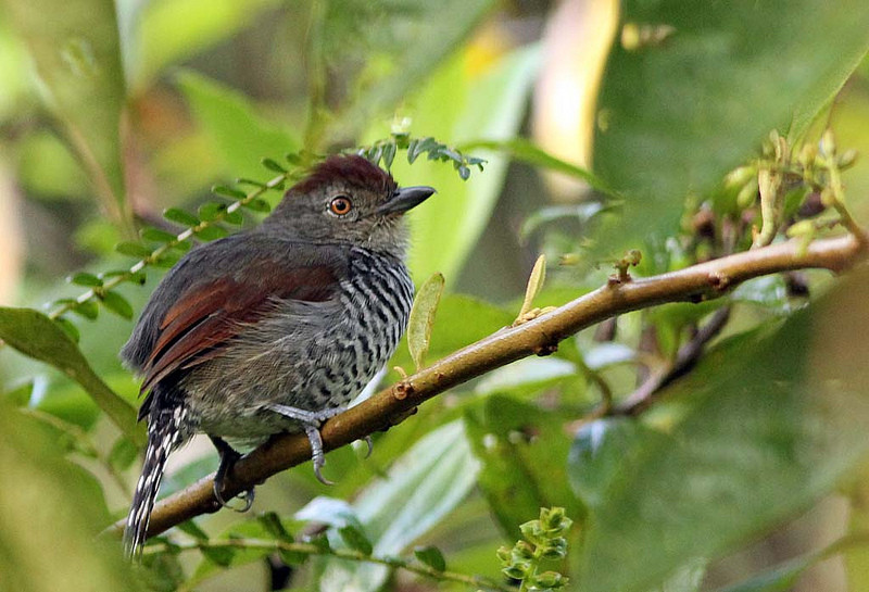 There’s a small, discrete population of Rufous-capped Antshrikes at its northernmost range near the pass as well.