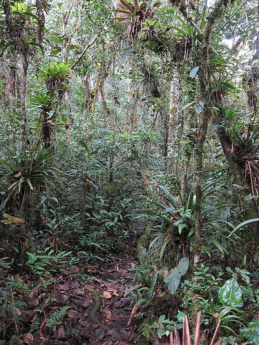 In the deeper valleys near our lodge is a more lush type of habitat, dripping with epiphytes where we’ll look for antpittas and tapaculos.                                            
