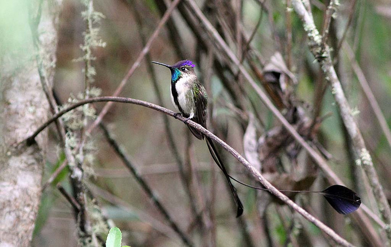 Only on these mid-elevation slopes, In a narrow band of semi-humid, short forest between the wetter upper slopes and the dry lower valleys can you find the unbelievable Marvelous Spatuletail.