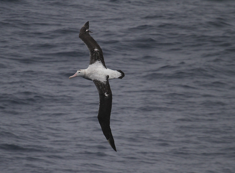 Once our cruise begins, it will soon become apparent that this is a wonderful seabirding trip….