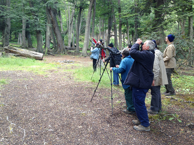…visiting habitats like <i>Nothofagus</i>forest in Ushuaia (Argentina)…