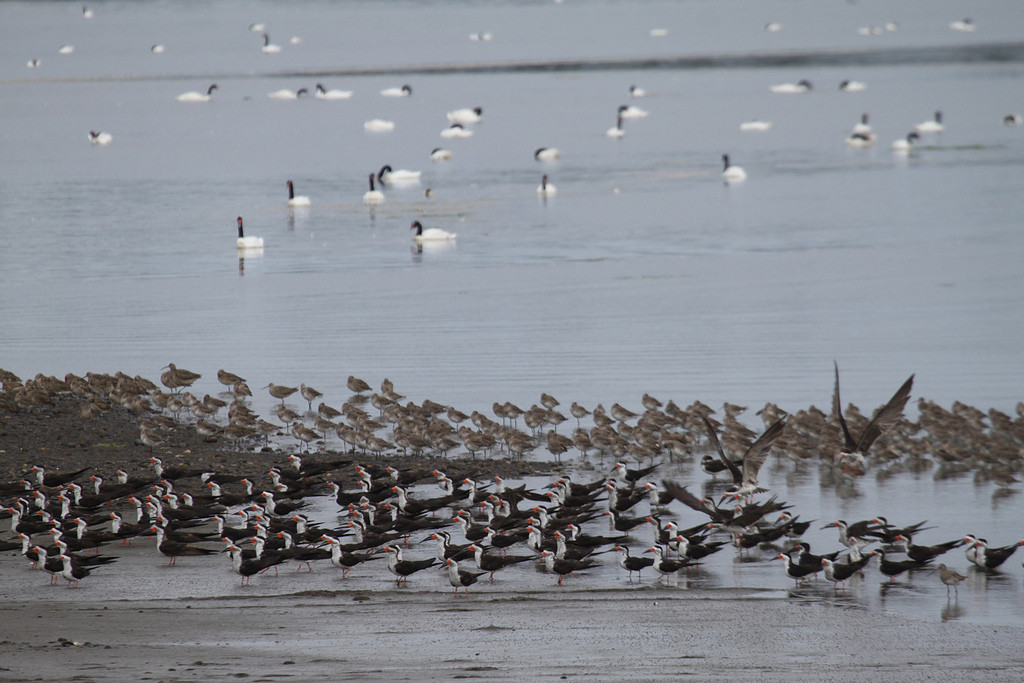 …and a wealth of waterbirds…