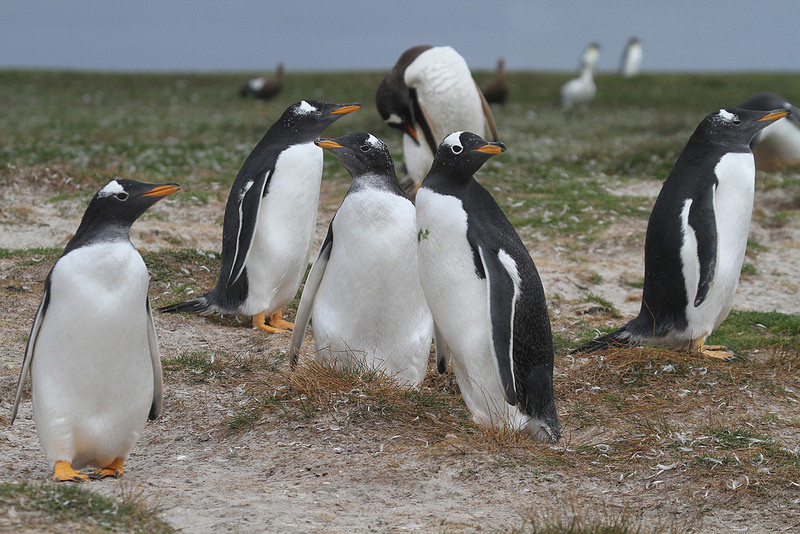 We’ll visit a Gentoo Penguin colony…