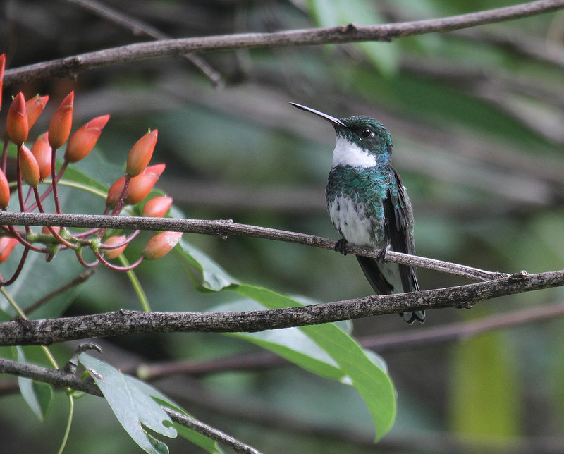 …and the stunning White-throated Hummingbird near Montevideo.