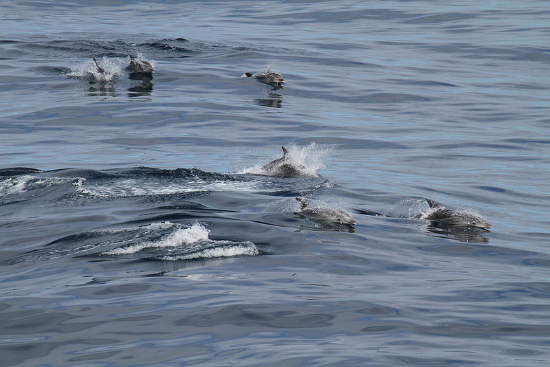 Sea mammals will be another feature of our cruise.  Bottlenose Dolphin…