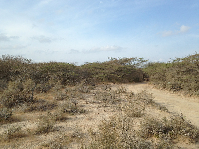 …arid scrublands of the Guajira Peninsula…