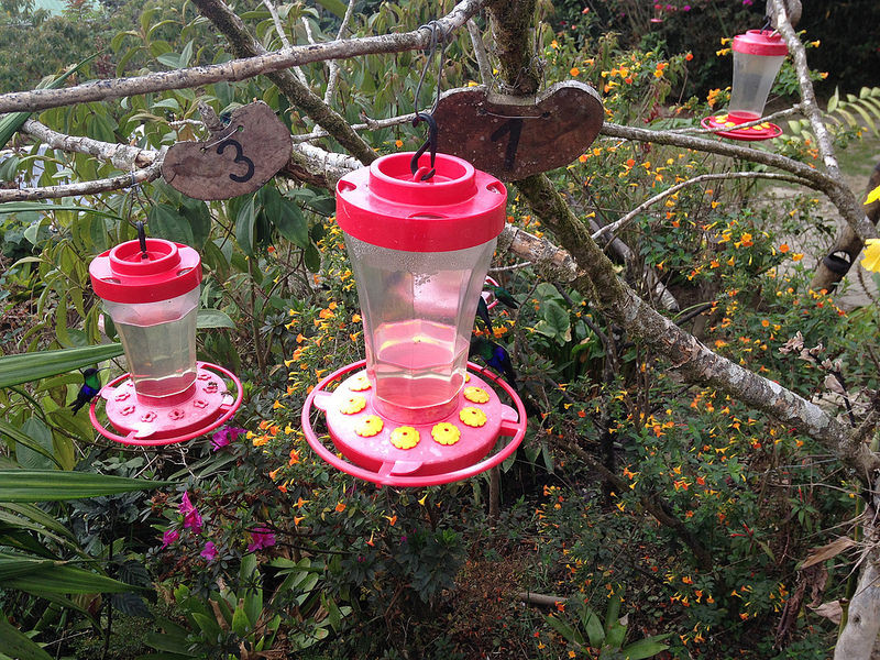 …most with hummingbirds feeders in the garden…