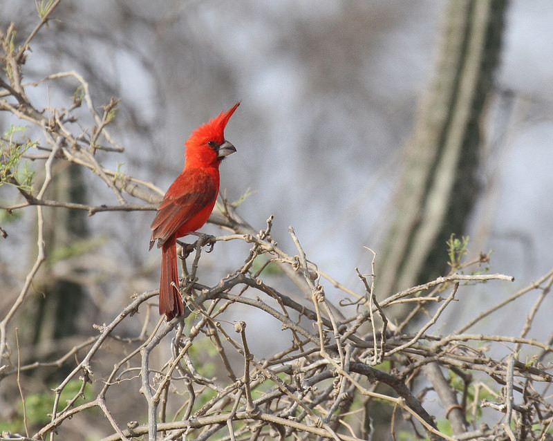 …and the splendid Vermilion Cardinal…