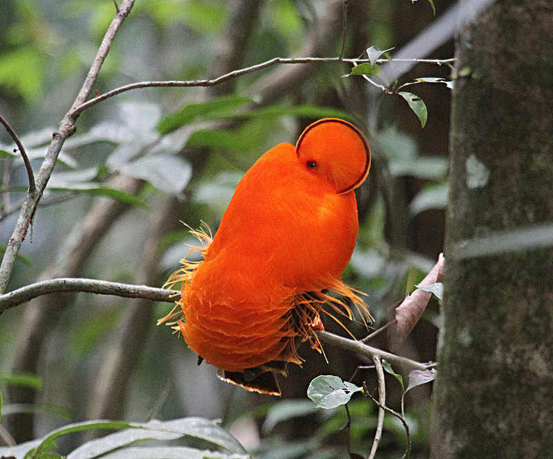 The stunning Guianan Cock-of-the-rock…