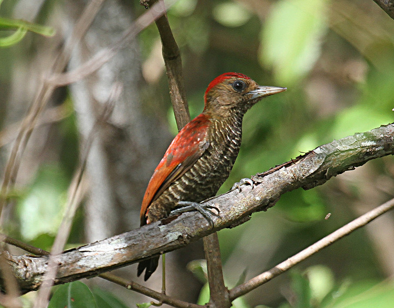 … restricted range species such as the stunning Blood-colored Woodpecker…