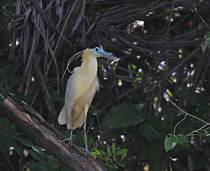 … where we’ll also find one of the most beautiful heron in South America, the Capped Heron.