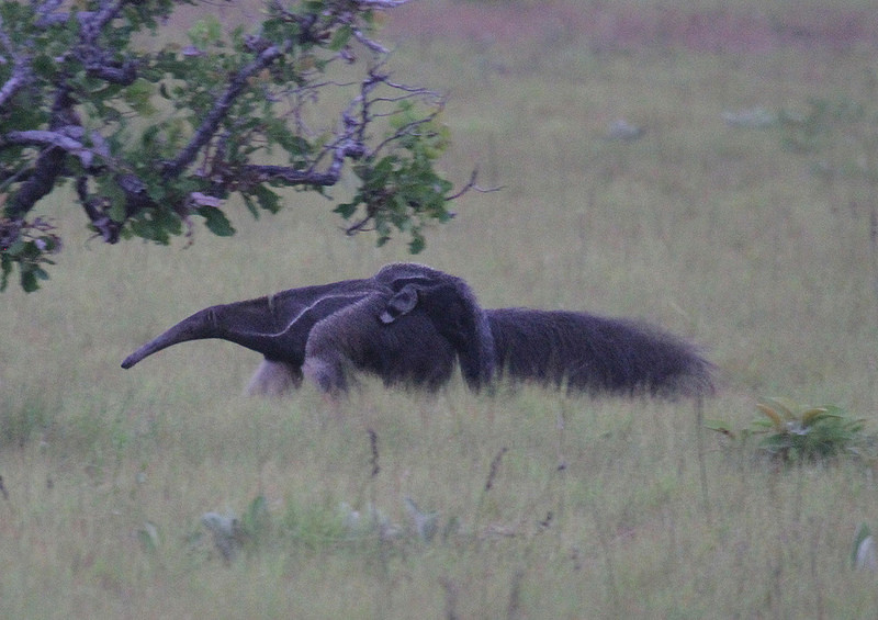 Guyana is also great for general wildlife. We may cross paths with Giant Anteater…