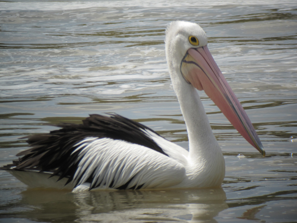…the improbably large Australian Pelicans…