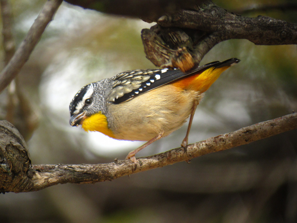 …and dazzling Spotted Pardalotes.