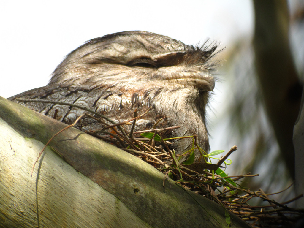 With some luck we might spot our first Tawny Frogmouth, or…