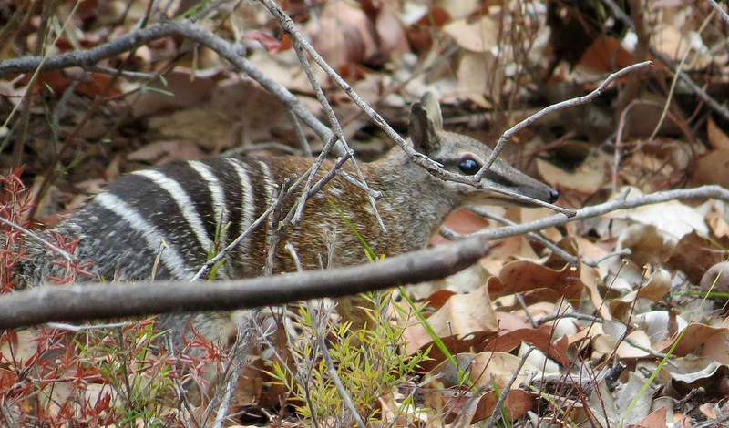 …or if we’re really lucky perhaps even a Numbat.