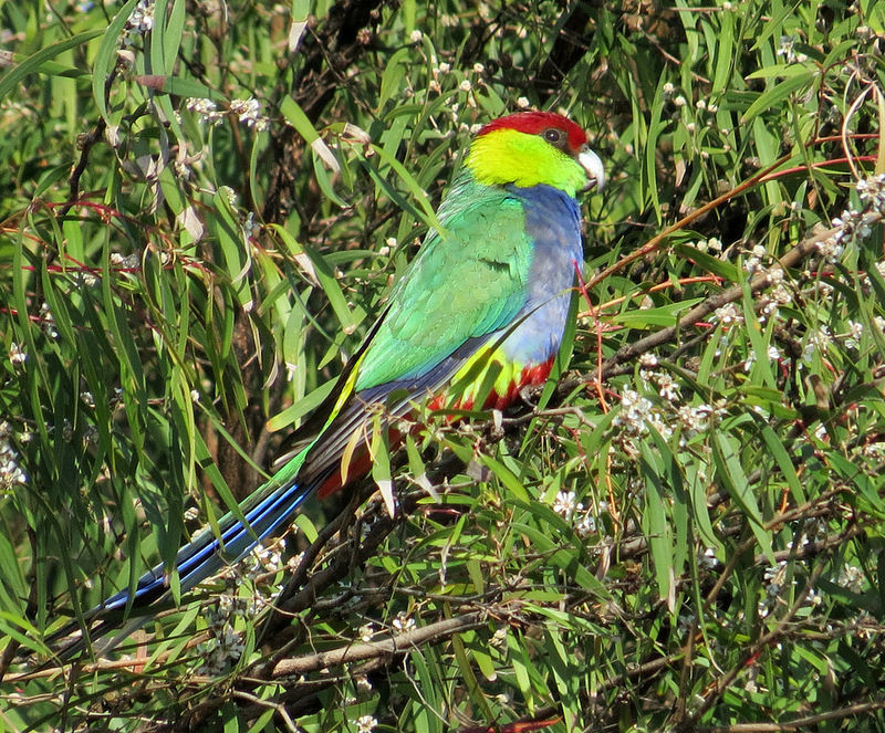 …or gaudy Red-capped Parrot.