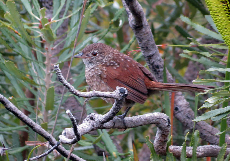…our goals will include skulking Western Bristlebird (here a very young one)…,                             