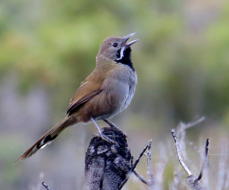 …vocal but often hard to spot Western Whipbirds…  (pt)                       Credit: Peter Taylor
