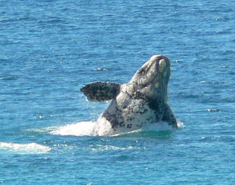 During the spring Southern Right Whales can often be spotted off the coast.