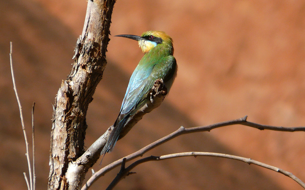 …and Rainbow Bee-eaters.