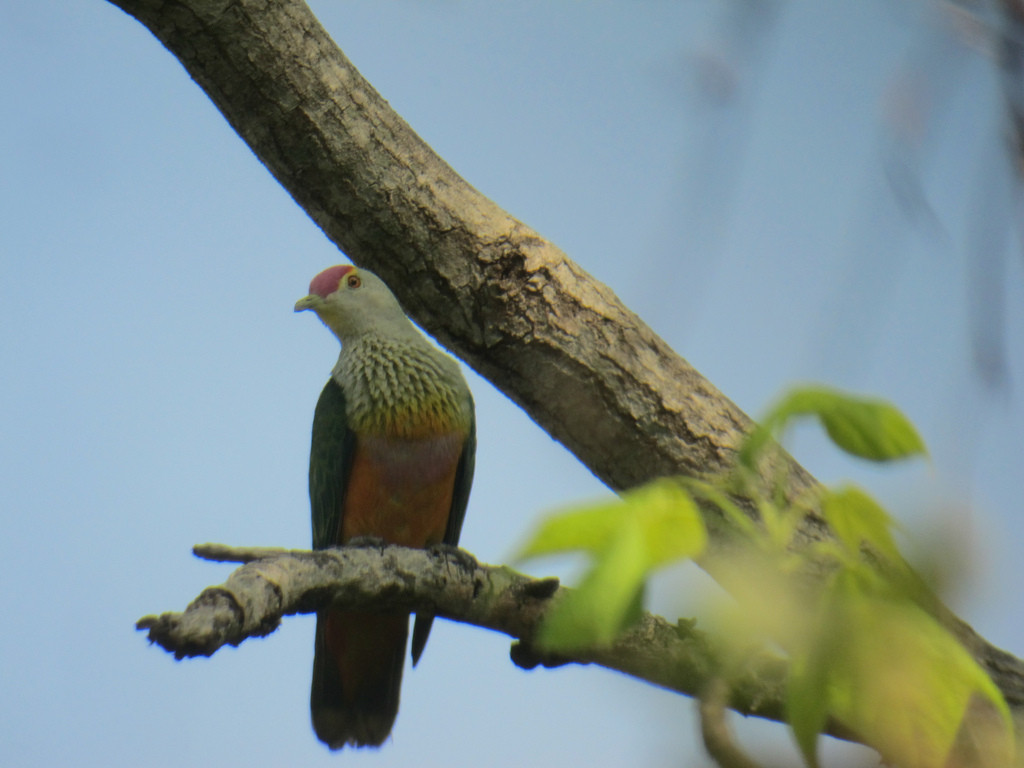 and Rose-crowned Fruit-Doves call from the treetops…