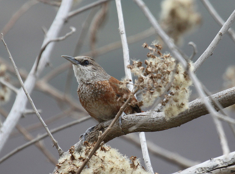 A large number of Peruvian endemics are possible, including Chestnut-backed Thornbird…