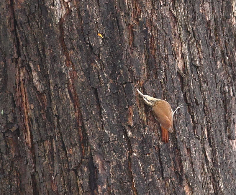 …and trees surrounding the wetlands could harbor Narrow-billed Woodcreeper.