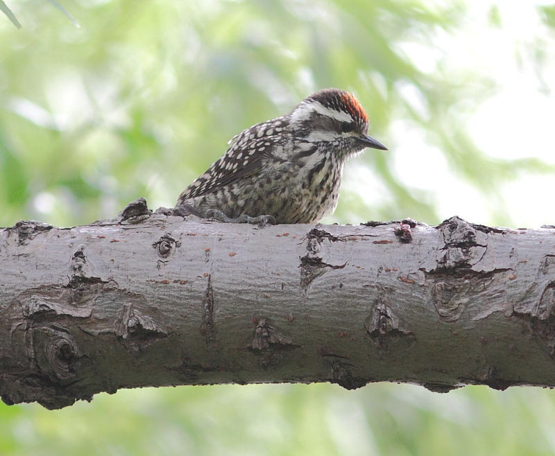 …Checkered Woodpecker…