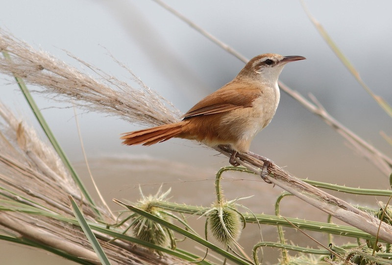 …and the highly localized Curve-billed Reedhaunter.