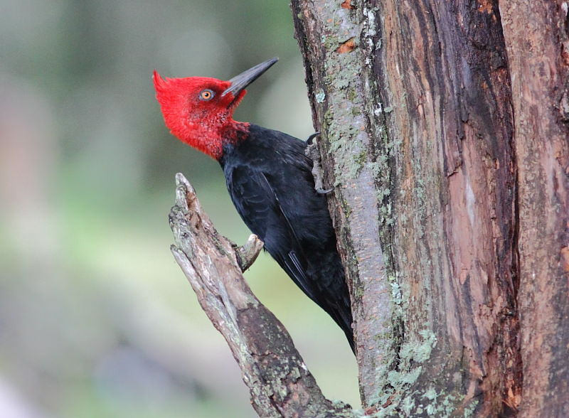 Nearby Los Glaciares National Park is a great place to look for the breathtaking male Magellanic Woodpecker…