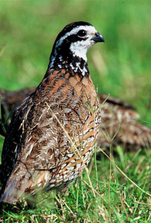 …or small coveys of charming Northern Bobwhite. (lb) Credit:  